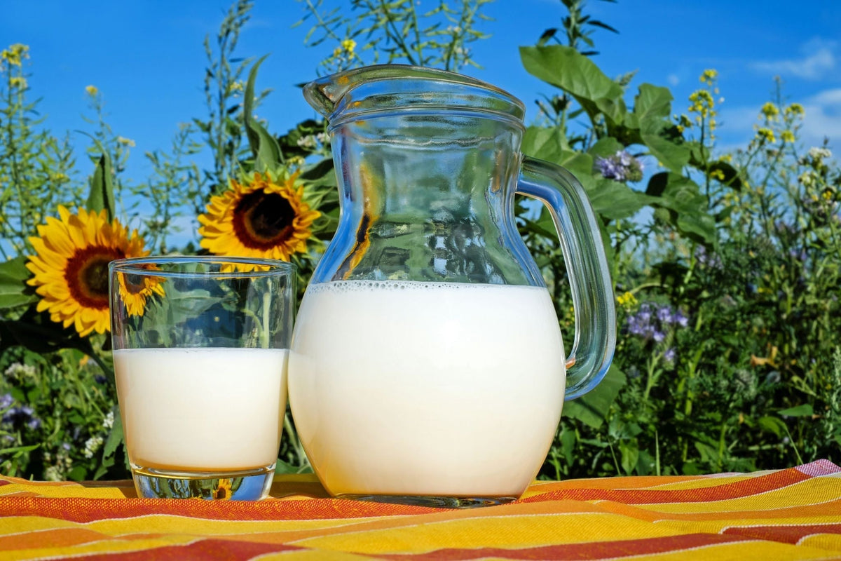 Best Milk For Lactose Intolerance
